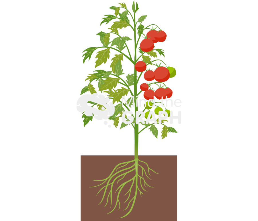 Tomato plant reproductive versus vegetative dominance Icons, Symbols, Pictures, and Images