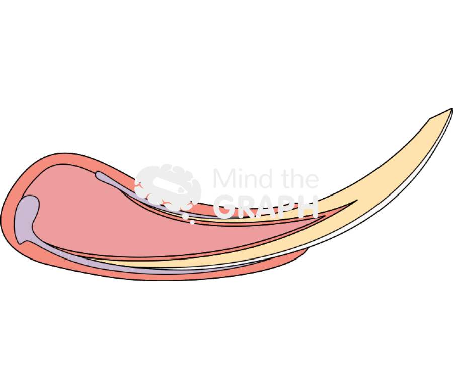 Tooth mouse structure Icons, Symbols, Pictures, and Images