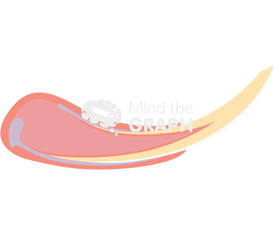 Tooth mouse structure Icons, Symbols, Pictures, and Images