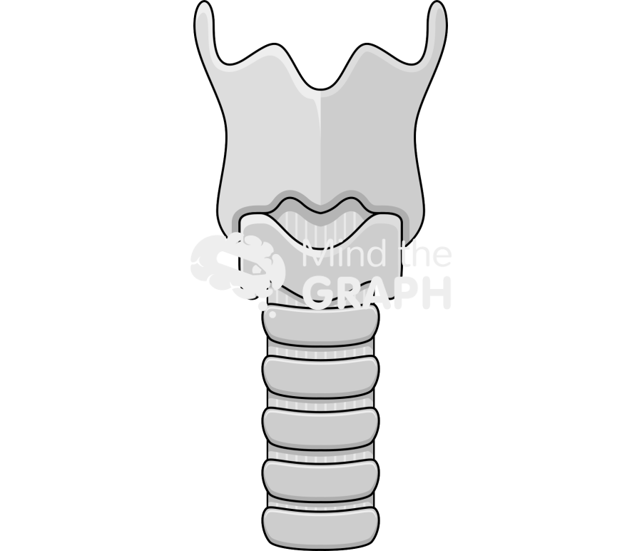 Trachea front Icons, Symbols, Pictures, and Images