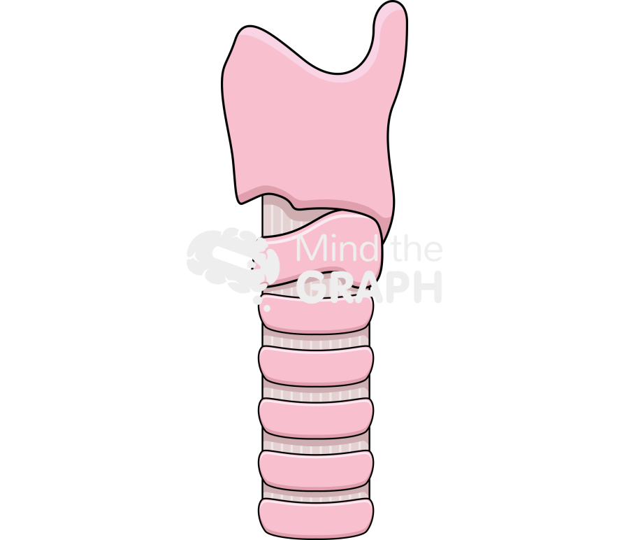 Trachea lateral Icons, Symbols, Pictures, and Images