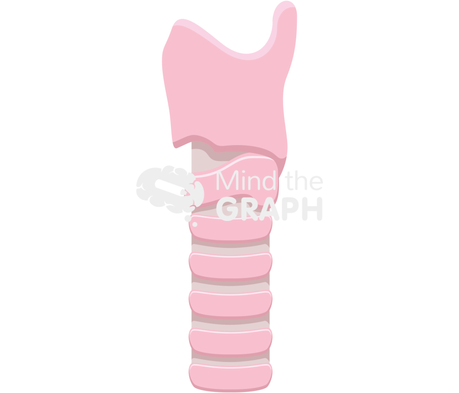 Trachea lateral Icons, Symbols, Pictures, and Images