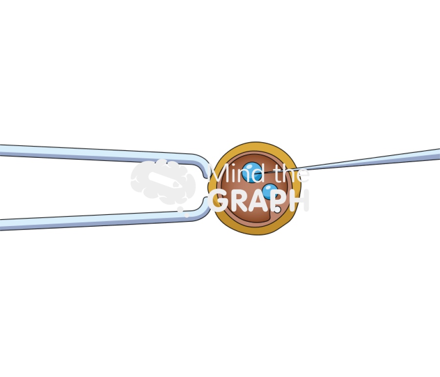 Transgenic mice fertilized egg Icons, Symbols, Pictures, and Images