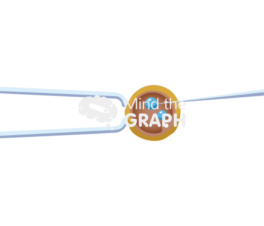 Transgenic mice fertilized egg Icons, Symbols, Pictures, and Images