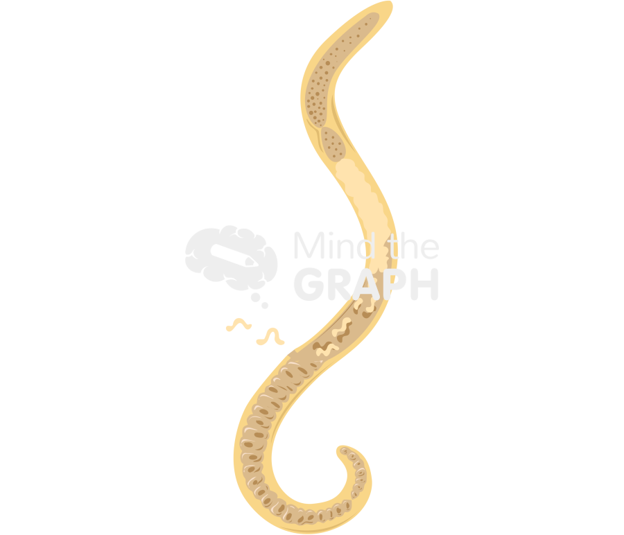 Trichinella spiralis female Icons, Symbols, Pictures, and Images