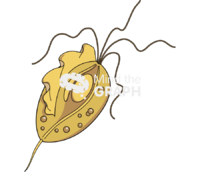 Trichomonas t vaginalis - Edit and Customize Icons of Trichomonas t vaginalis Trichomonas t vaginalis Icons, Symbols, Pictures, and Images