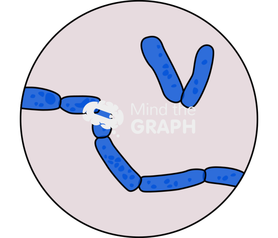Trichosporon asteroides arthroconidia zoom Icons, Symbols, Pictures, and Images