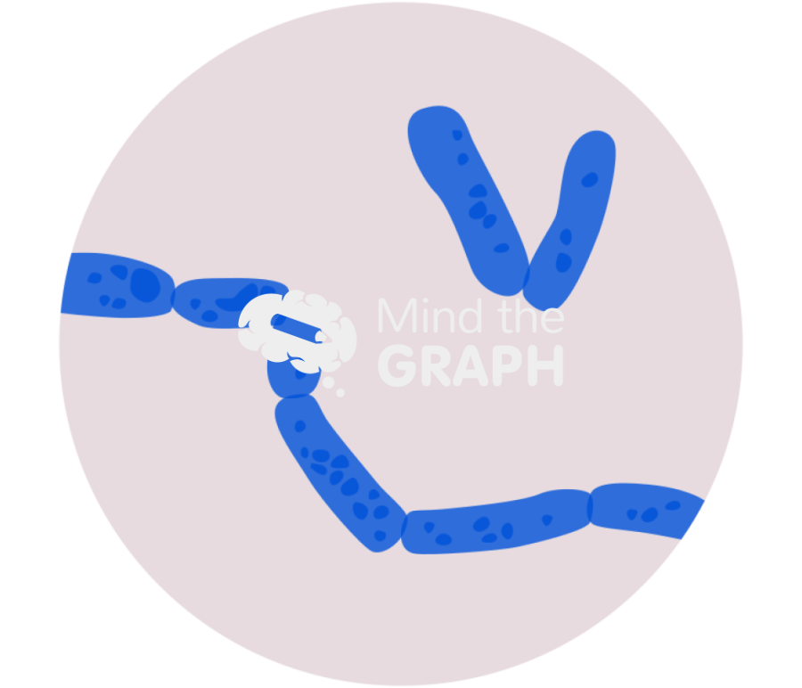Trichosporon asteroides arthroconidia zoom Icons, Symbols, Pictures, and Images