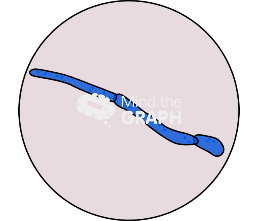 Trichosporon inkin pseudohypha zoom Icons, Symbols, Pictures, and Images