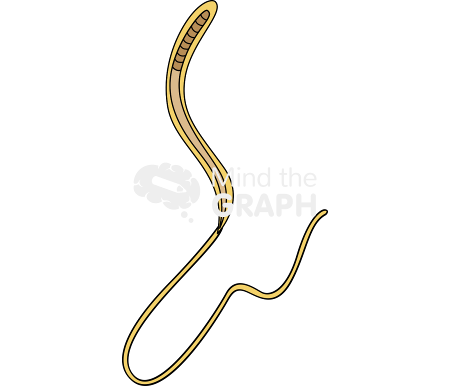 Trichuris female adult Icons, Symbols, Pictures, and Images