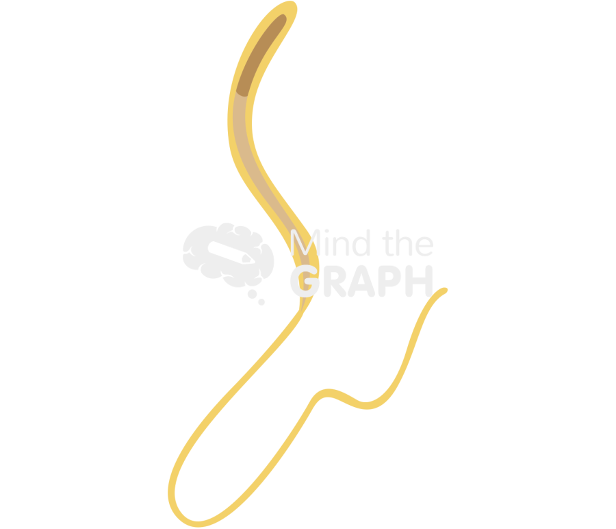 Trichuris female adult Icons, Symbols, Pictures, and Images