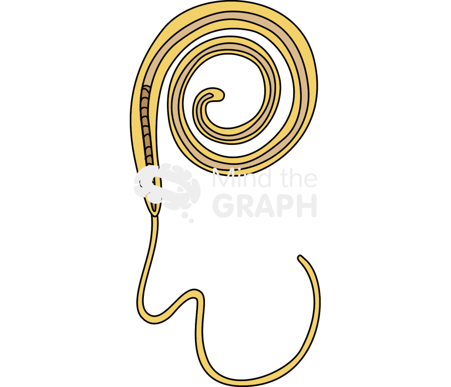 Trichuris male adult Icons, Symbols, Pictures, and Images