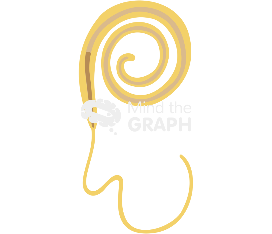 Trichuris male adult Icons, Symbols, Pictures, and Images