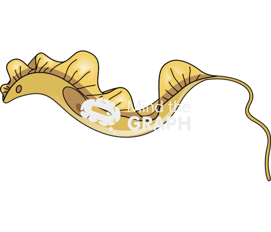 Trypanosoma Icons, Symbols, Pictures, and Images