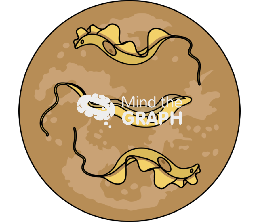 Trypanosoma cruzi faeces zoom Icons, Symbols, Pictures, and Images