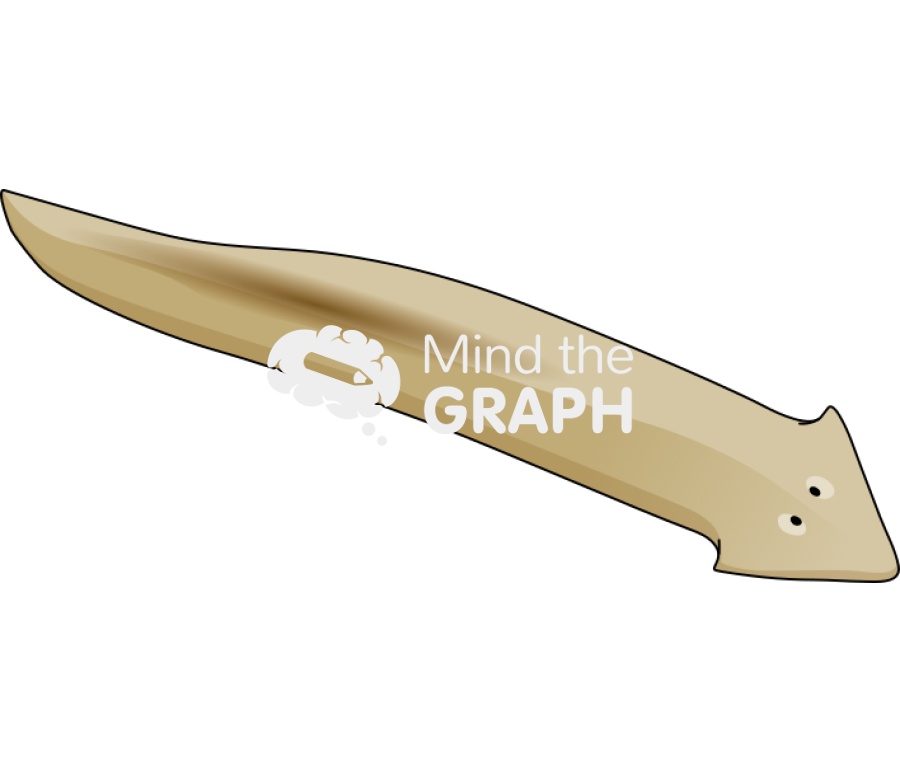 Turbellaria Icons, Symbols, Pictures, and Images