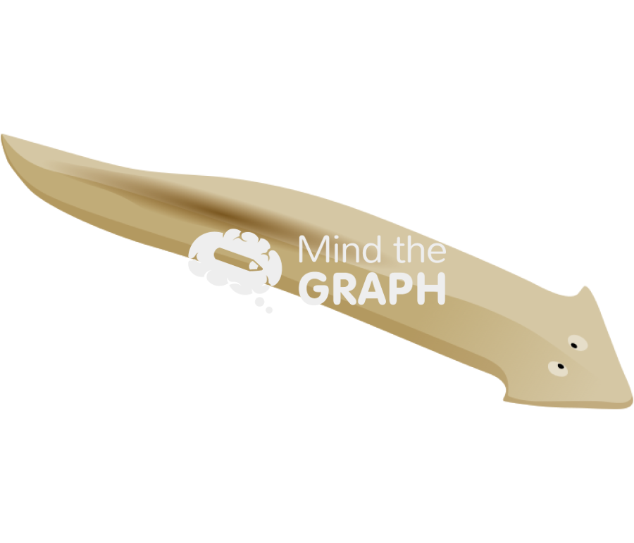 Turbellaria Icons, Symbols, Pictures, and Images