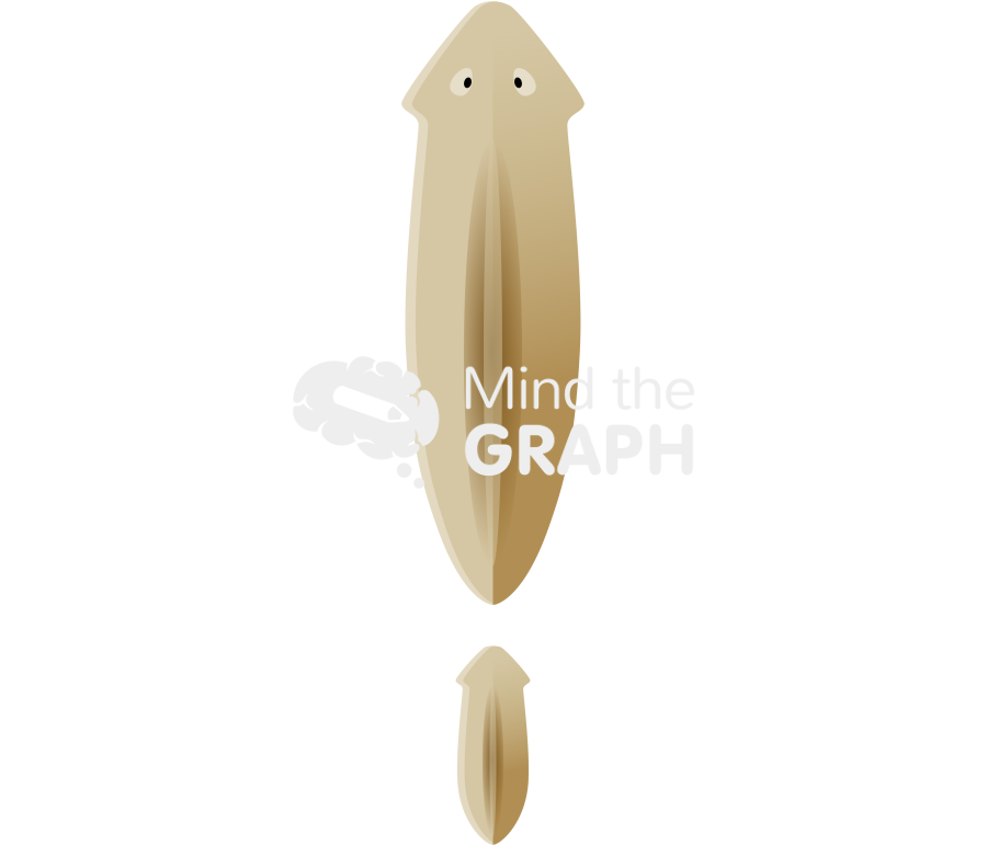 Turbellaria budding reproduction dorsal 2 Icons, Symbols, Pictures, and Images