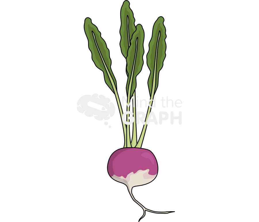 Turnip root Icons, Symbols, Pictures, and Images