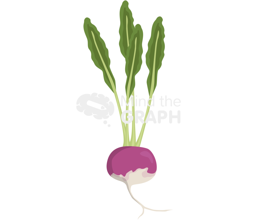 Turnip root Icons, Symbols, Pictures, and Images