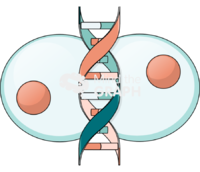 Two cells dna Icons, Symbols, Pictures, and Images