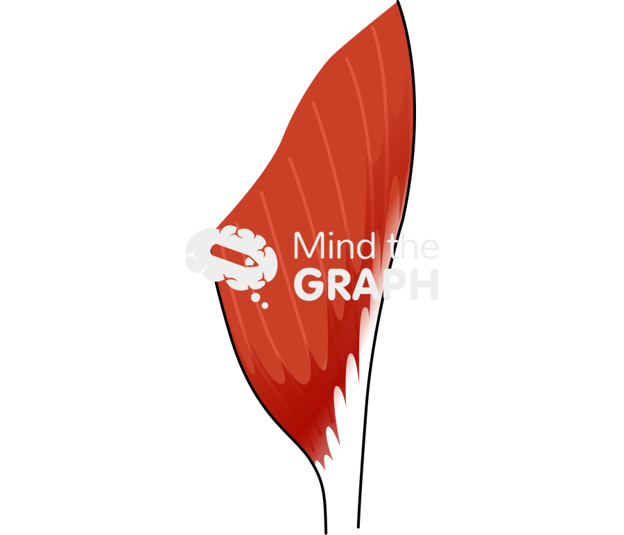 Unipennate muscle palmar interosseous Icons, Symbols, Pictures, and Images