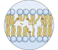 Unsaturated fatty acids cell membrane zoom Icons, Symbols, Pictures, and Images