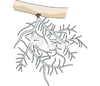 Usnea 1 Icons, Symbols, Pictures, and Images