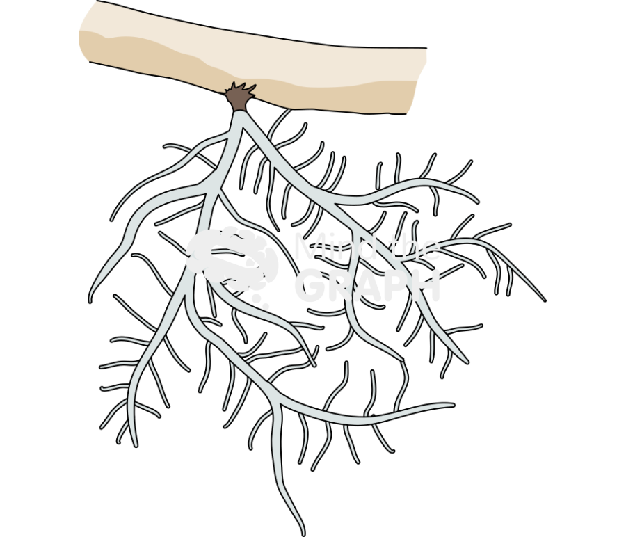 Usnea 1 Icons, Symbols, Pictures, and Images