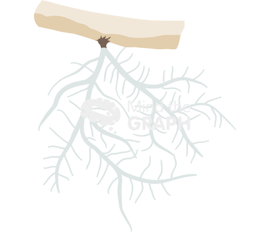 Usnea 1 Icons, Symbols, Pictures, and Images