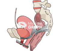Uterine support ligaments - Edit and Customize Icons of Uterine support ligaments Uterine support ligaments Icons, Symbols, Pictures, and Images