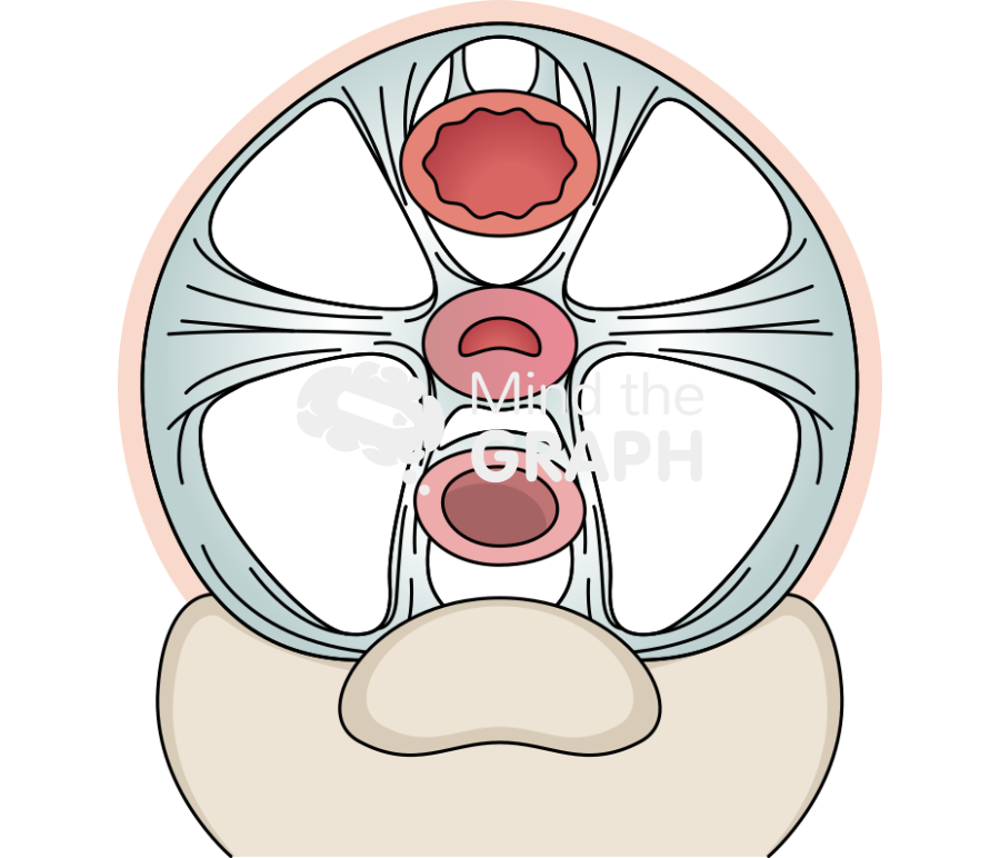 Uterine support ligaments 2 Icons, Symbols, Pictures, and Images