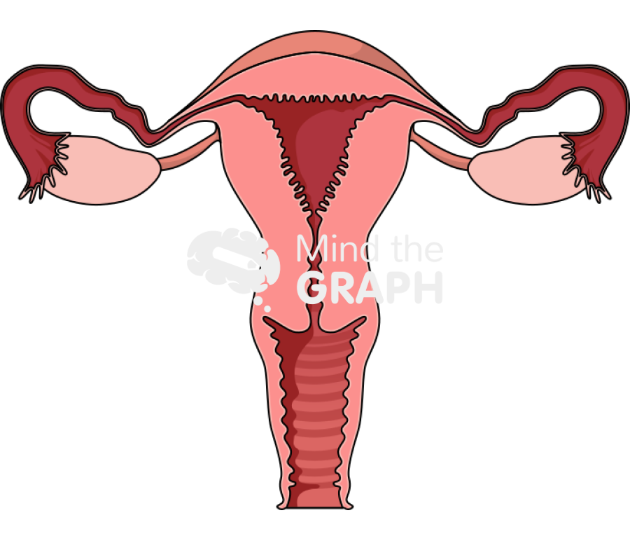Uterus front cut Icons, Symbols, Pictures, and Images