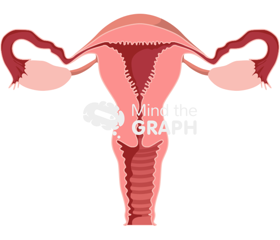 Uterus front cut Icons, Symbols, Pictures, and Images