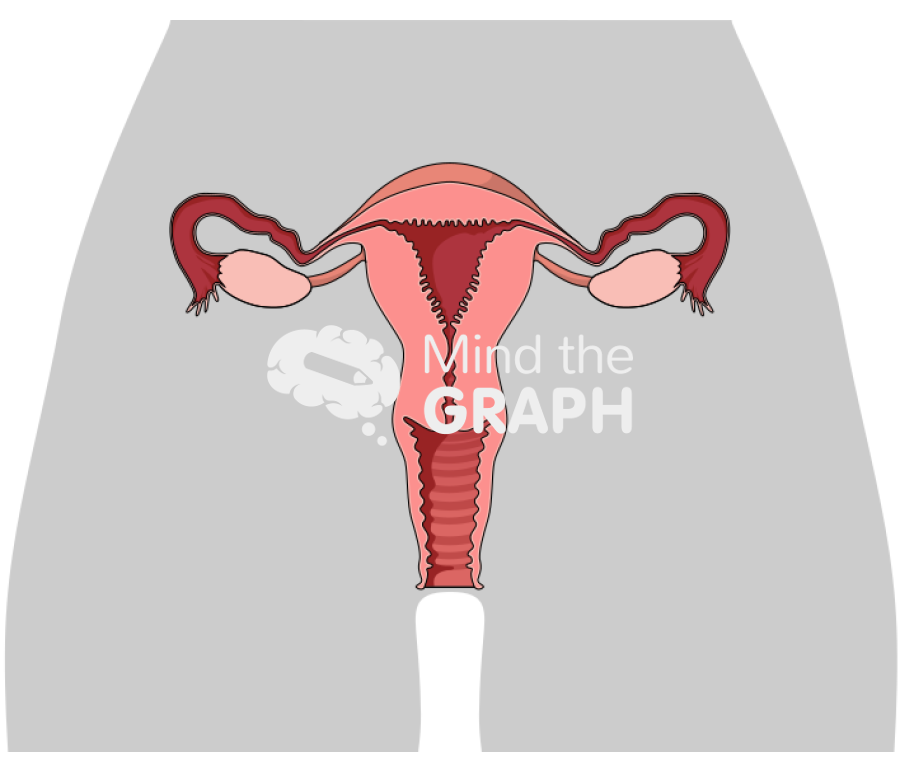 Uterus front cut body Icons, Symbols, Pictures, and Images