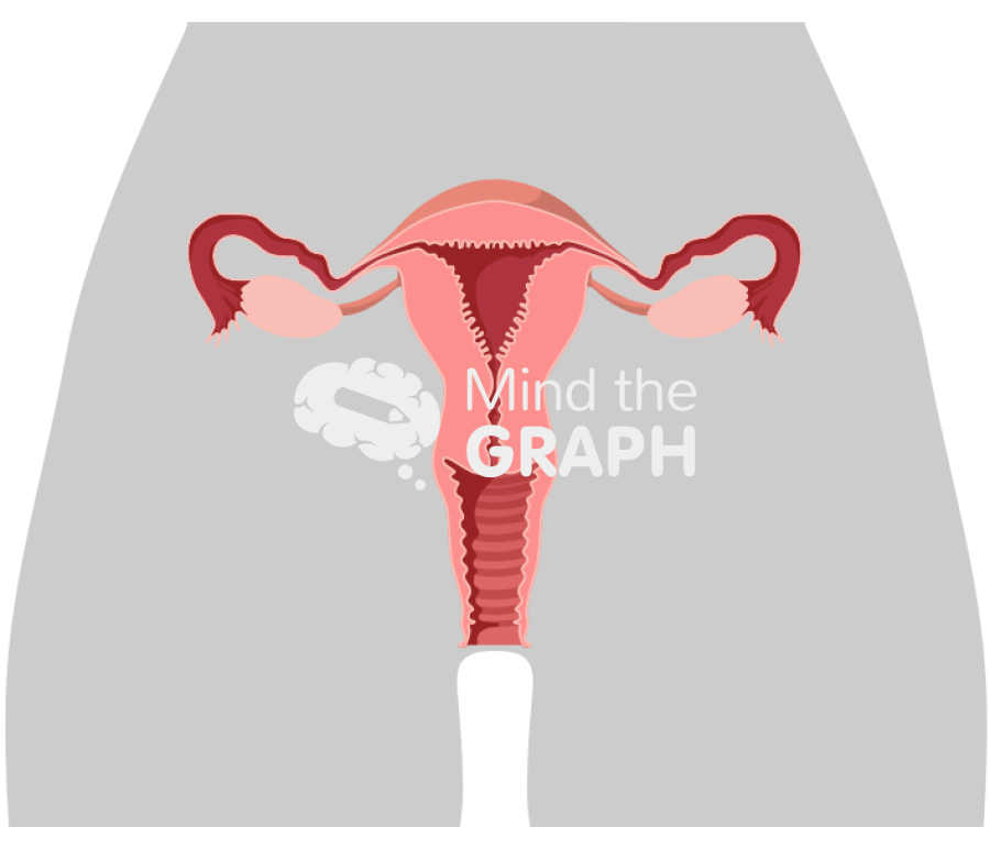 Uterus front cut body Icons, Symbols, Pictures, and Images