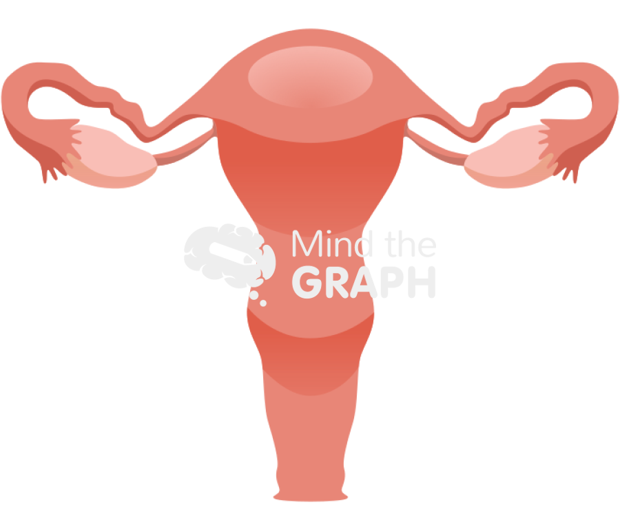 Uterus reproductive system front Icons, Symbols, Pictures, and Images