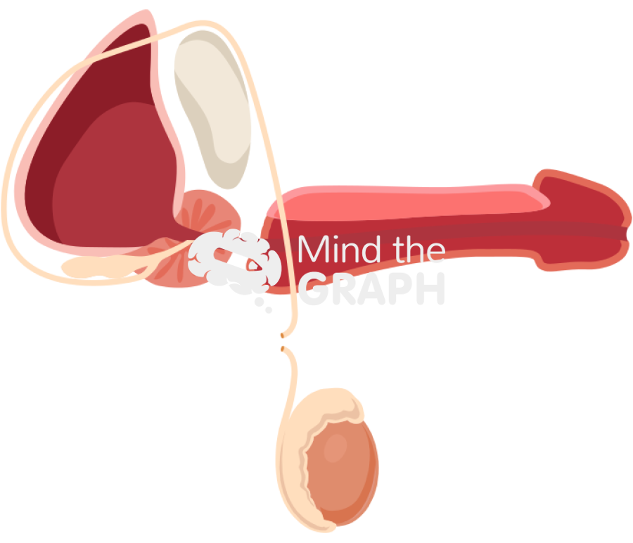 Vasectomy male reproductive system lateral Icons, Symbols, Pictures, and Images