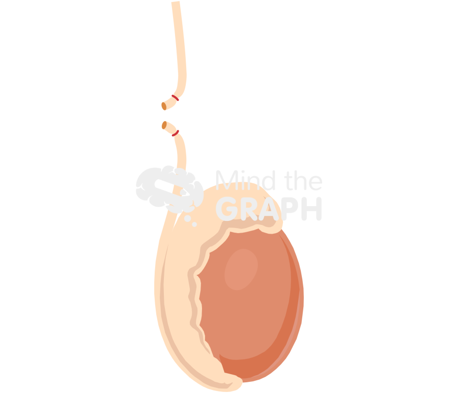 Vasectomy testiculous Icons, Symbols, Pictures, and Images