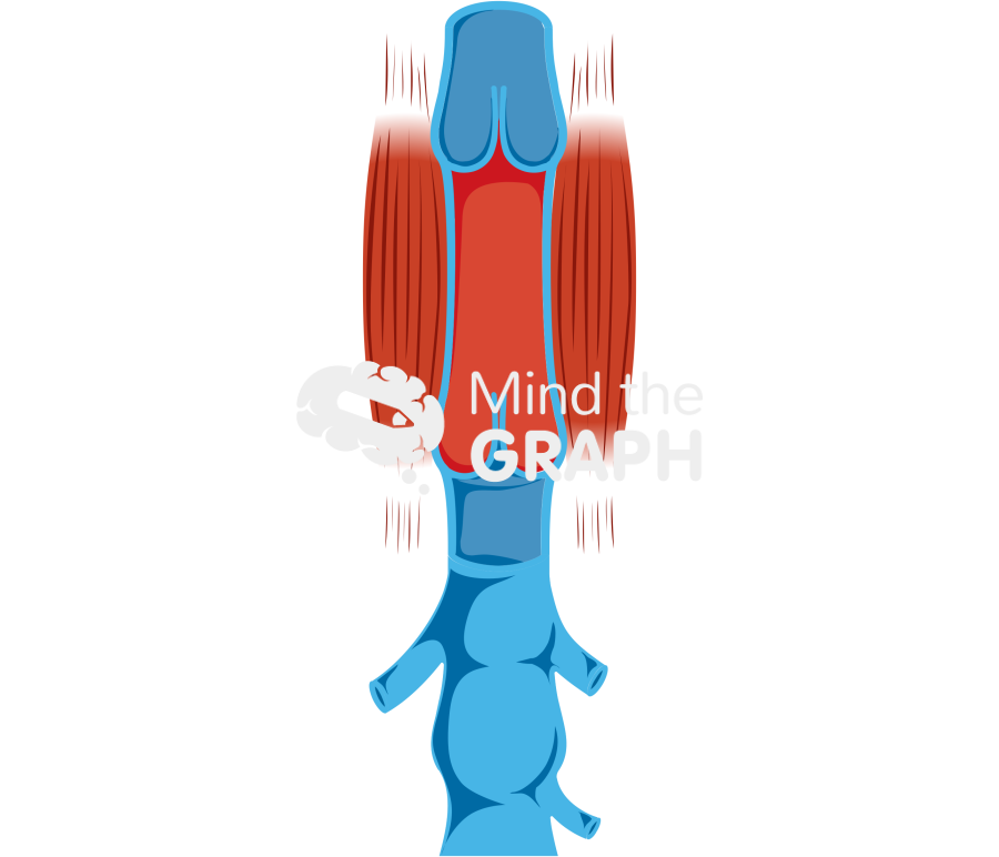 Venous return 2 Icons, Symbols, Pictures, and Images