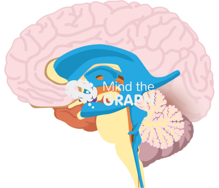 Ventricular system brain structures Icons, Symbols, Pictures, and Images