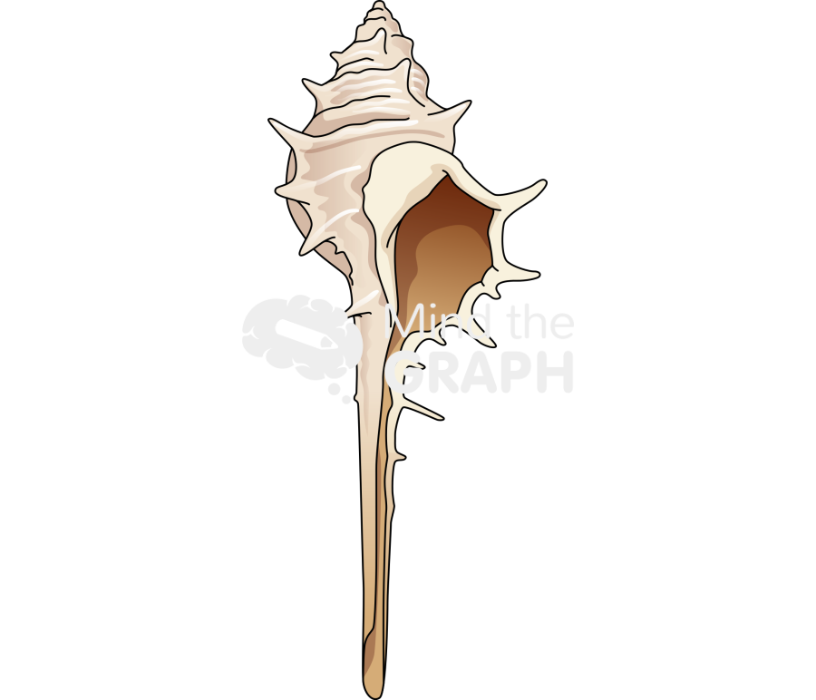 Venus comb murex front Icons, Symbols, Pictures, and Images