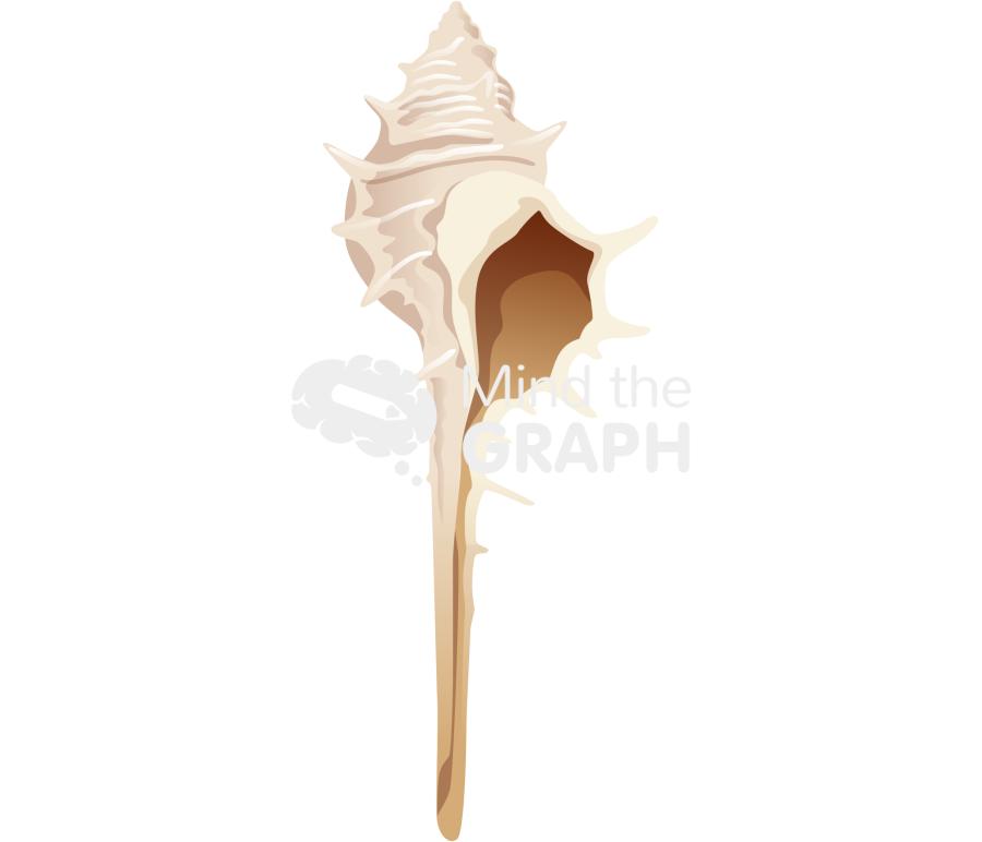 Venus comb murex front Icons, Symbols, Pictures, and Images