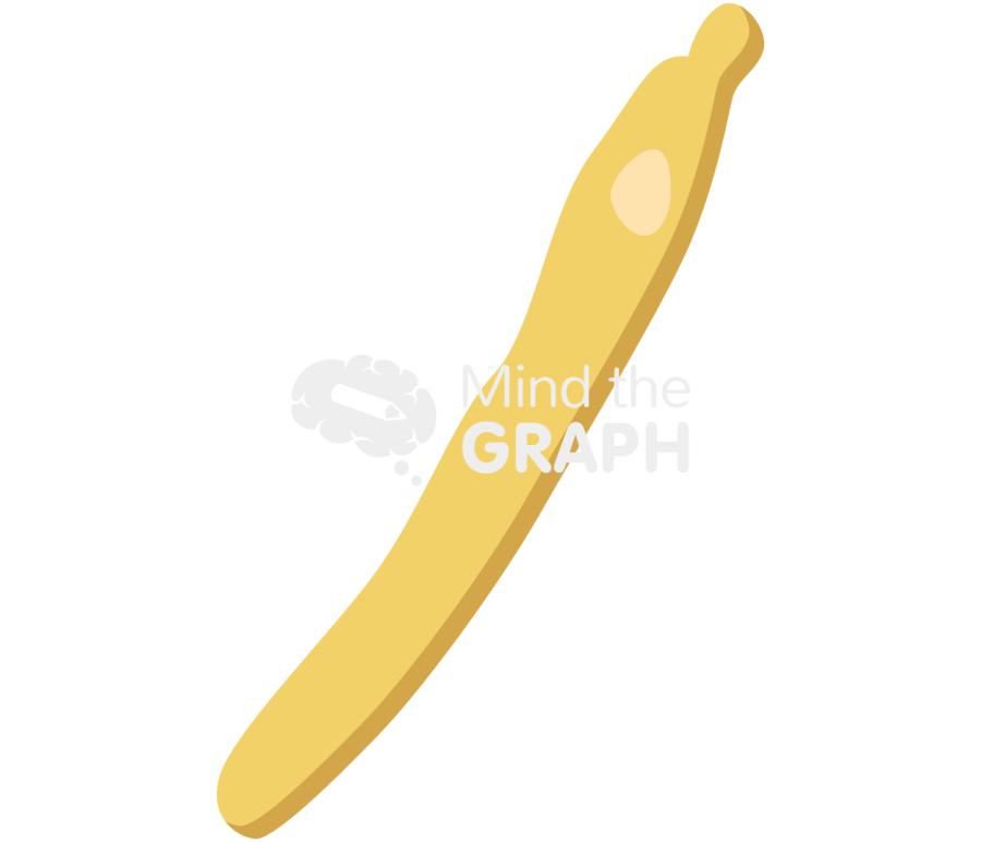 Vermamoeba vermiformis trophozoite 1 Icons, Symbols, Pictures, and Images