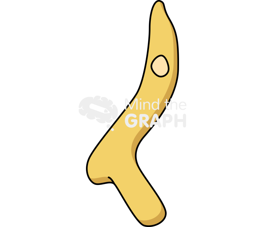 Vermamoeba vermiformis trophozoite 2 Icons, Symbols, Pictures, and Images