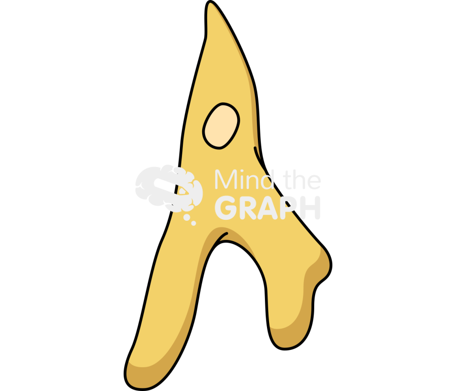 Vermamoeba vermiformis trophozoite 3 Icons, Symbols, Pictures, and Images