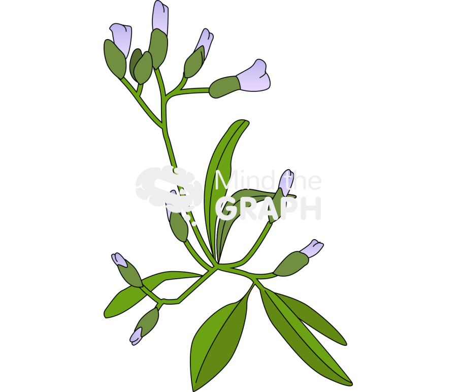 Vernonia cinerea Icons, Symbols, Pictures, and Images