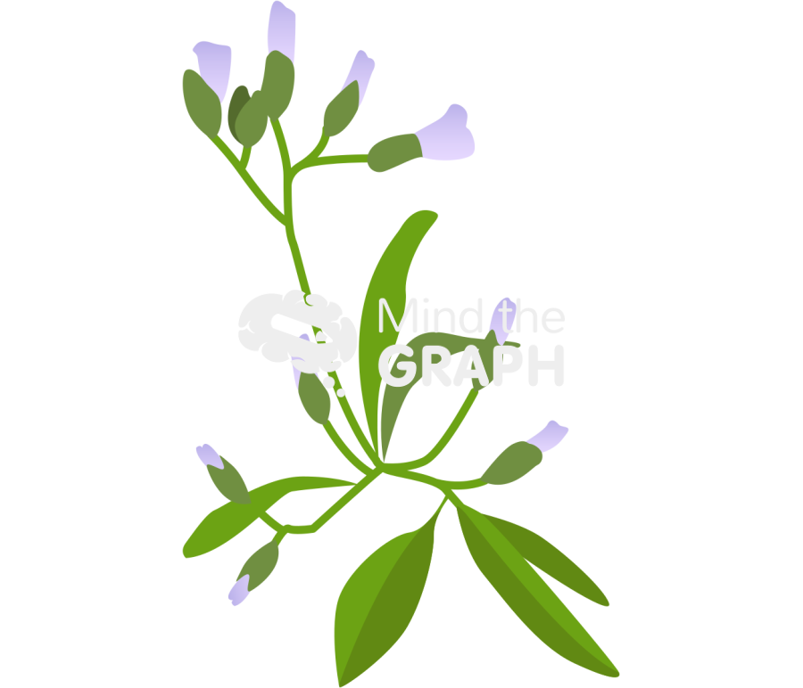 Vernonia cinerea Icons, Symbols, Pictures, and Images