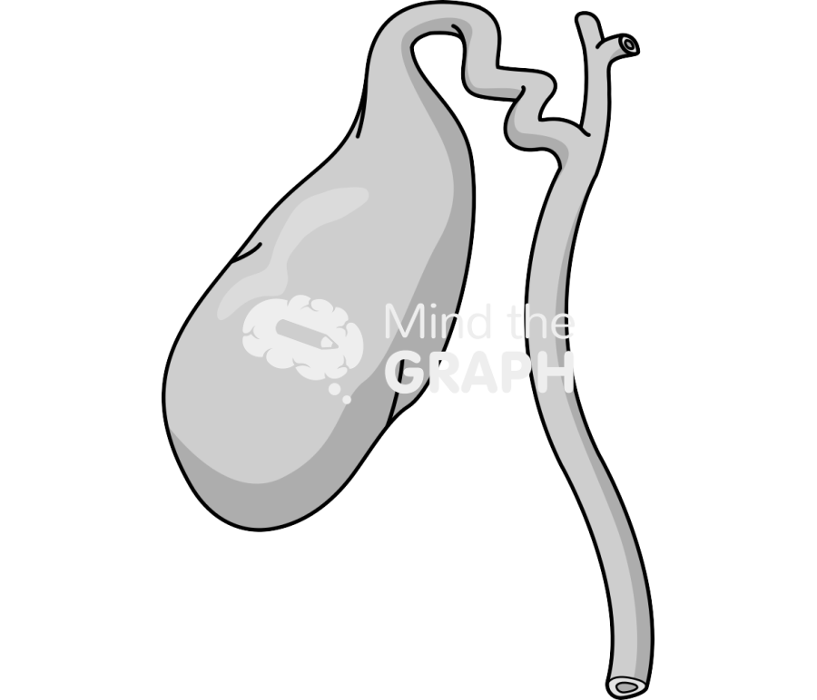 Vesicle organ Icons, Symbols, Pictures, and Images