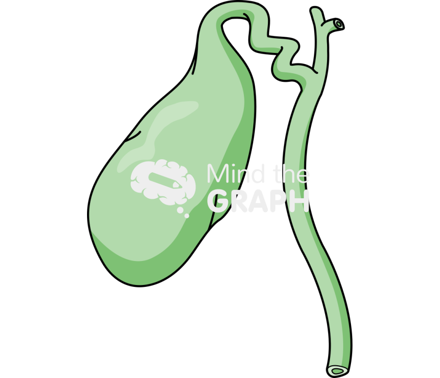 Vesicle organ Icons, Symbols, Pictures, and Images